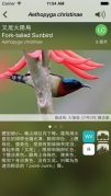香港鳥類在你手中 「香港常見鳥類」流動應用程式
